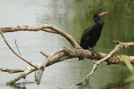 Cormorant at Walthamstow Wetlands