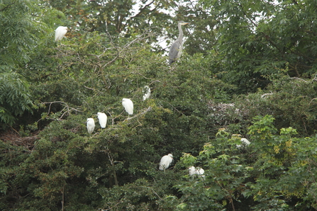Egrets and heron 
