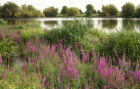 Walthamstow Wetlands