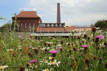 Walthamstow Wetlands Engine House and Meadow