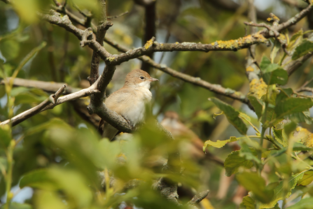 Whitethroat at Walthamstow Wetlands