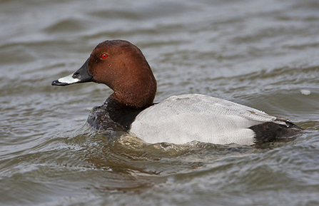 Pochard Walthamstow Wetlands