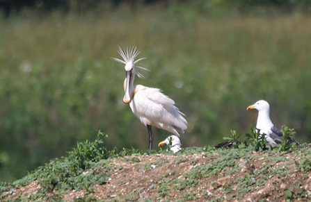 Adult Spoonbill