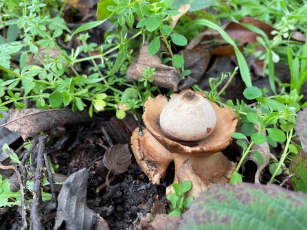 collared earthstar fungus 