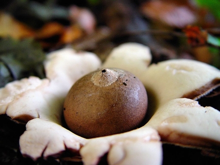 Collared earthstar fungus