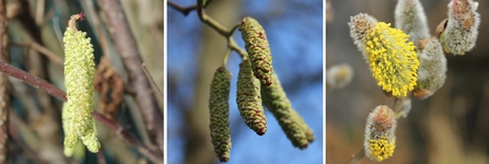 Male and female flowers of Hazel, male Alder catkins and male Goat Willow catkins.