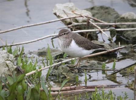 Common Sandpiper