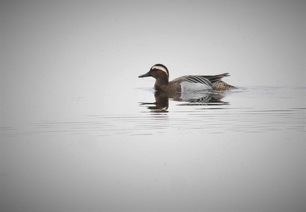 Garganey