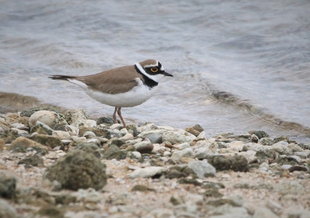 Semipalmated plover