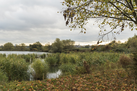 Walthamstow Wetlands Reservoir Reedbeds