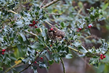 a redwing in a holly bush with a berry in its beak