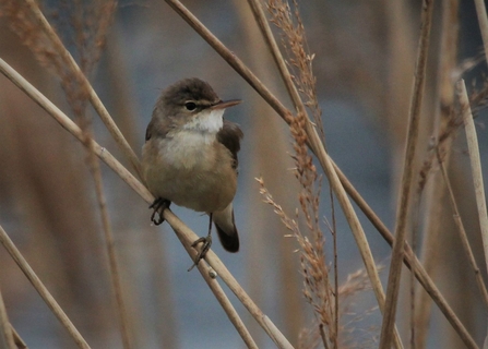 Reed Warbler