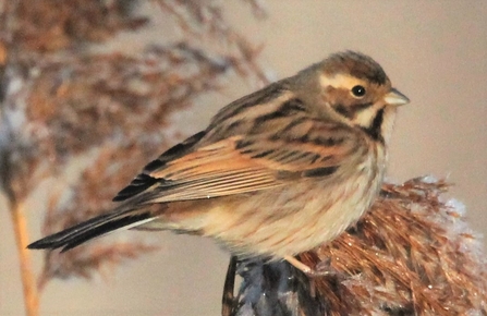 Reed Bunting