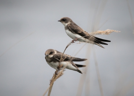 Sand Martins