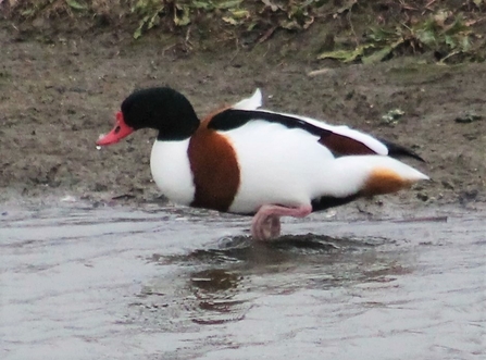 Shelduck