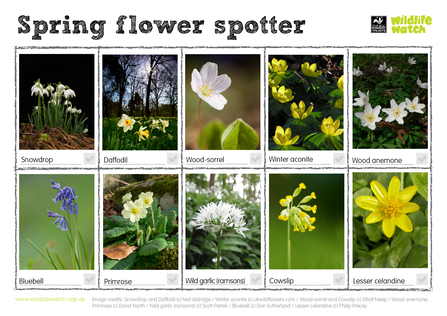 Spring Flower Spotter