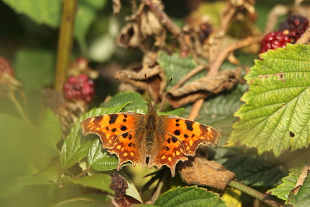 Comma Butterfly at Walthamstow Wetlands