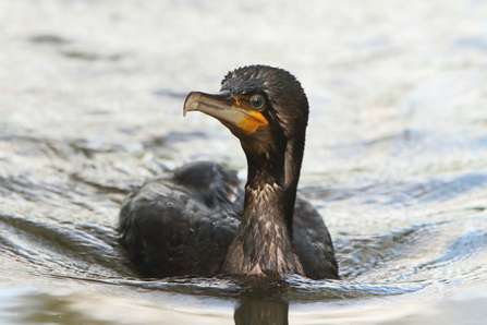 Cormorant at Walthamstow Wetlands