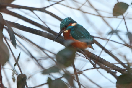 Kingfisher at Walthamstow Wetlands 