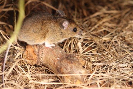 Wood mouse at Walthamstow Wetlands