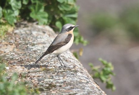 Wheatear