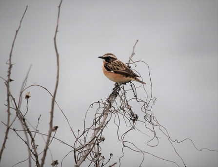 Whinchat