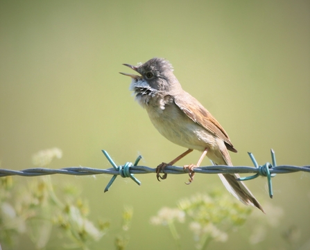 Whitethroat