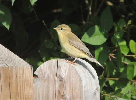 Willow Warbler