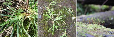 Cocksfoot, Annual Meadow-grass and Capillary Thread Moss.