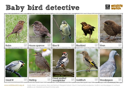 Baby bird spotter sheet