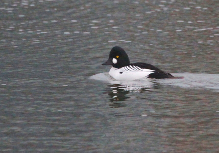 Goldeneye