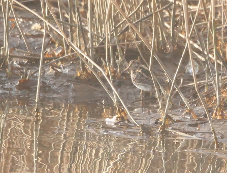 jack snipe 