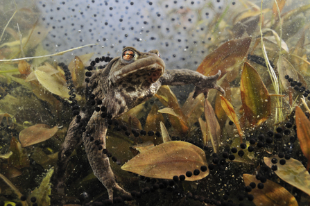 Toad in pond with toadspawn