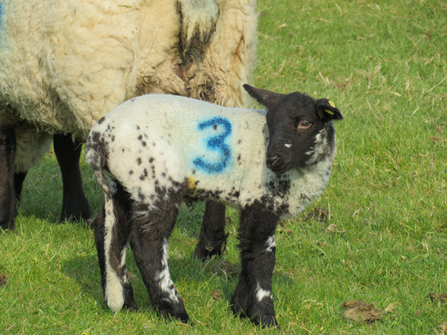 lamb marked number 3