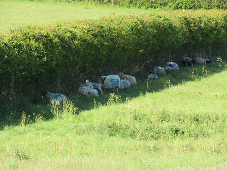 lambs and ewes enjoying the shade