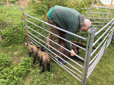 grazing officer checking ewe for milk