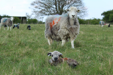 a herdwick lamb is watched by its protective mother