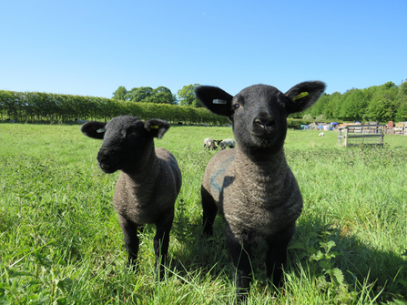 A pair of Suffolk sheep 
