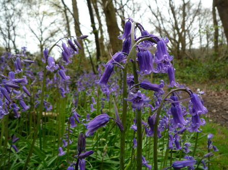 English bluebells