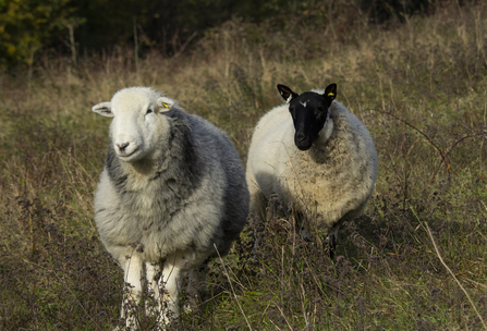 Two sheep in field