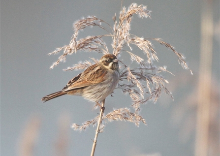 Reed Bunting