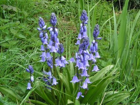 Spanish bluebells