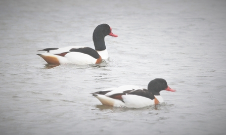 shelduck