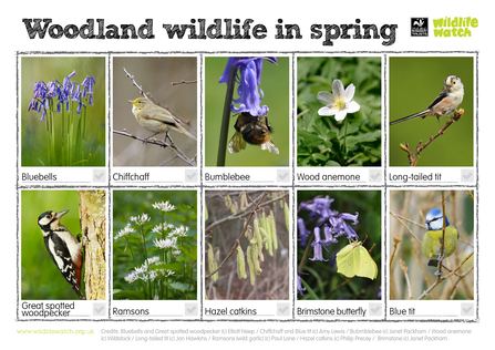 Woodland wildlife in spring spotter sheet