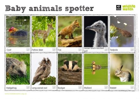 baby animal spotter sheet: coot, fallow deer, fox, lesser black-backed gull, tadpole, hedgehog, long-eared owl, badger, mallard, rabbit