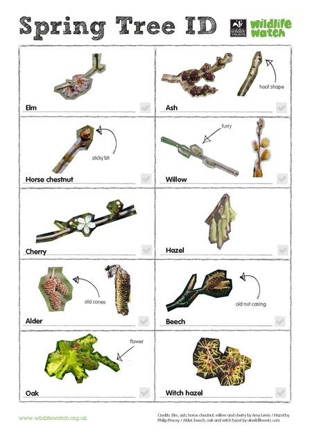 Spotter sheet for spring tree buds