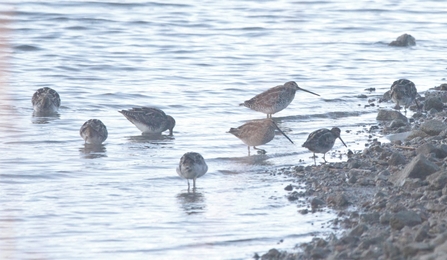 wading snipe