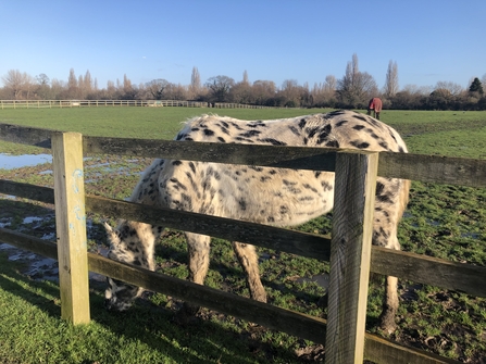 Appaloosa horse in field outside Wimbledon