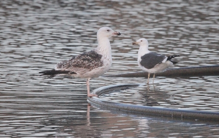 Greater and lesser black-backed gull