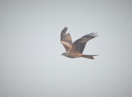 Flying red kite